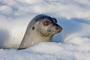 Groenlandicus: Adult harp seal raising head out of hole
