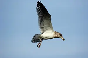 Argentatus: Adult Herring Gull