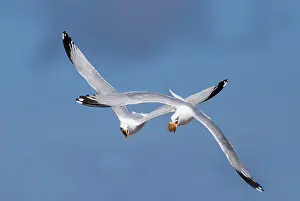 Bread: Adult Herring Gulls - fighting in flight over bread