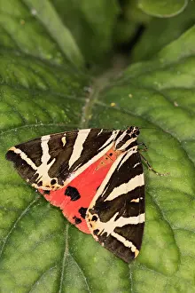 Erebidae: Adult of Jersey tiger (Euplagia quadripunctaria)