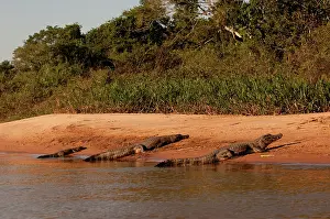 Population: Two adult and one juvenile Cayman heading