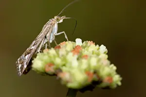 Visiting: Adult Karoo moth visiting flower of plakkiebos