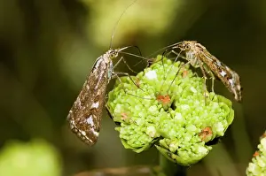 Visiting: Adult Karoo moth visiting flower of plakkiebos
