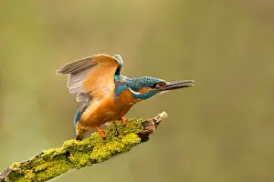 Dominance: Adult Kingfisher (Alcedo atthis) displaying agg