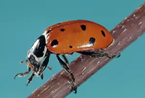 Coccinellidae: Adult Ladybug