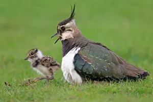 Borders: Adult Lapwing/Peewit/Green Plover (Vanellus vanellus)