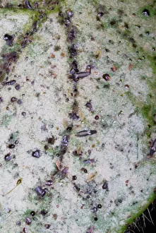 Terebrantia: Adult and larval thrips on leaf, showing characteristic