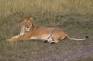 080119: One adult lioness sitting in grassland savannah
