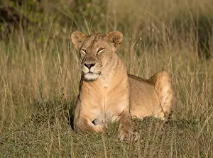 080119: One adult lioness sitting in grassland savannah