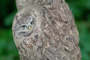 Incubate: Adult Little Owl (Athene noctua) head looking out