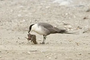 Vole: Adult long-tailed jaeger