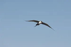 Longtailed: Adult long-tailed jaeger in flight