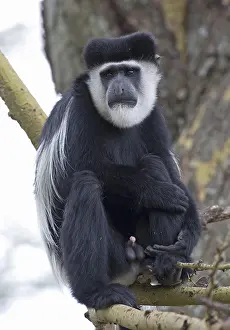 Naivasha: Adult m, ale Colobus monkey Colobus guereza sitting