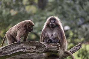 Trunks: One adult male and one adult female Gelada (Theropithecus