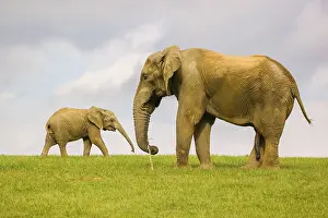 Crossing: An adult male African elephants (Loxodonta africana) and a