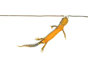 Streams: Adult male of alpine newt (Ichthyosaura alpestris)
