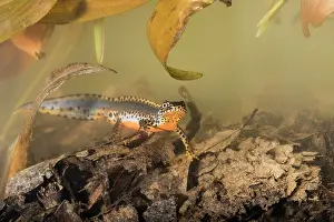 Streams: Adult male of alpine newt (Ichthyosaura alpestris)