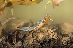Streams: Adult male of alpine newt (Ichthyosaura alpestris)