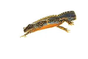 Streams: Adult male of alpine newt (Ichthyosaura alpestris)