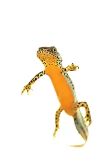 Streams: Adult male of alpine newt (Ichthyosaura alpestris)