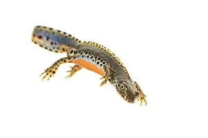 Streams: Adult male of alpine newt (Ichthyosaura alpestris)