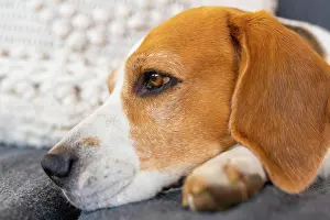 Beagle: Adult male beagle dog resting in garden furniture