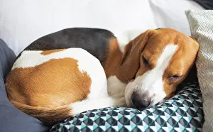 Sleep: Adult male beagle dog sleeping on his pillow. Canine theme