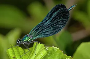 Damselfly: Adult male of beautiful demoiselle (Calopteryx virgo) resting on leaves, Liguria, Italy