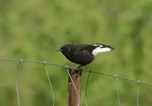 Wheatears: Adult male Black Wheatear