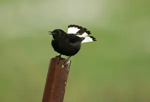 Wheatears: Adult Male Black Wheatear