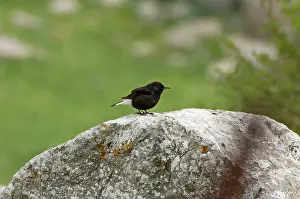 Wheatears: Adult Male Black Wheatear - On rock