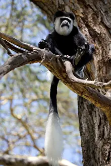 Mark Boulton: Adult male Black and White Colobus monkey, Colobus