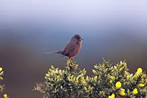 Dartford: Adult male Dartford Warbler