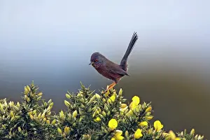 Dartford: Adult male Dartford Warbler