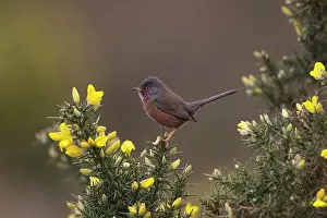 Dartford: Adult male Dartford Warbler