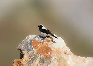Wheatears: Adult male Eastern Black-eared Wheatear