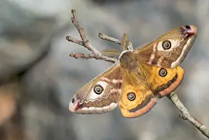 Saturniidae: Adult male of Emperor moth (Saturnia pavoniella)