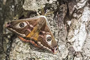 Saturniidae: Adult male of Emperor moth (Saturnia pavoniella)