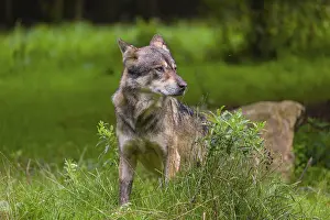 Observations: An adult male eurasian gray wolf (Canis lupus lupus) stands at the edge of the forest and watches something