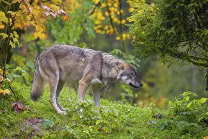 Colored: An adult male eurasian gray wolf (Canis lupus lupus) stands on hilly terrain on a green meadow