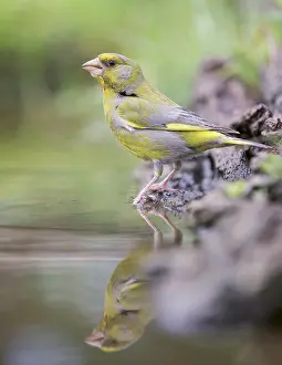 Chloris: Adult male European Greenfinch (Chloris chloris
