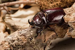 Scarabaeidae: Adult male of European rhinoceros beetle (Oryctes