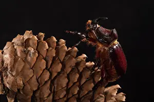 Scarabaeidae: Adult male of European rhinoceros beetle (Oryctes