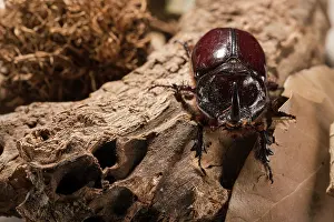 Scarabaeidae: Adult male of European rhinoceros beetle (Oryctes
