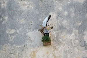Naumanni: Adult male and female Lesser Kestrel mating at nest site