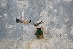 Naumanni: Adult male and female Lesser Kestrel at nest site