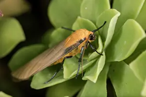 Erebidae: Adult male of four-spotted footman (Lithosia quadra)