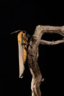 Erebidae: Adult male of four-spotted footman (Lithosia quadra)