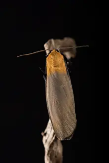 Erebidae: Adult male of four-spotted footman (Lithosia quadra)