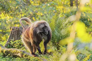 Lights: An adult male gelada (Theropithecus gelada)